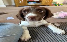 English Springer Spaniel dogs for sale: Doug the springer  - Image 4