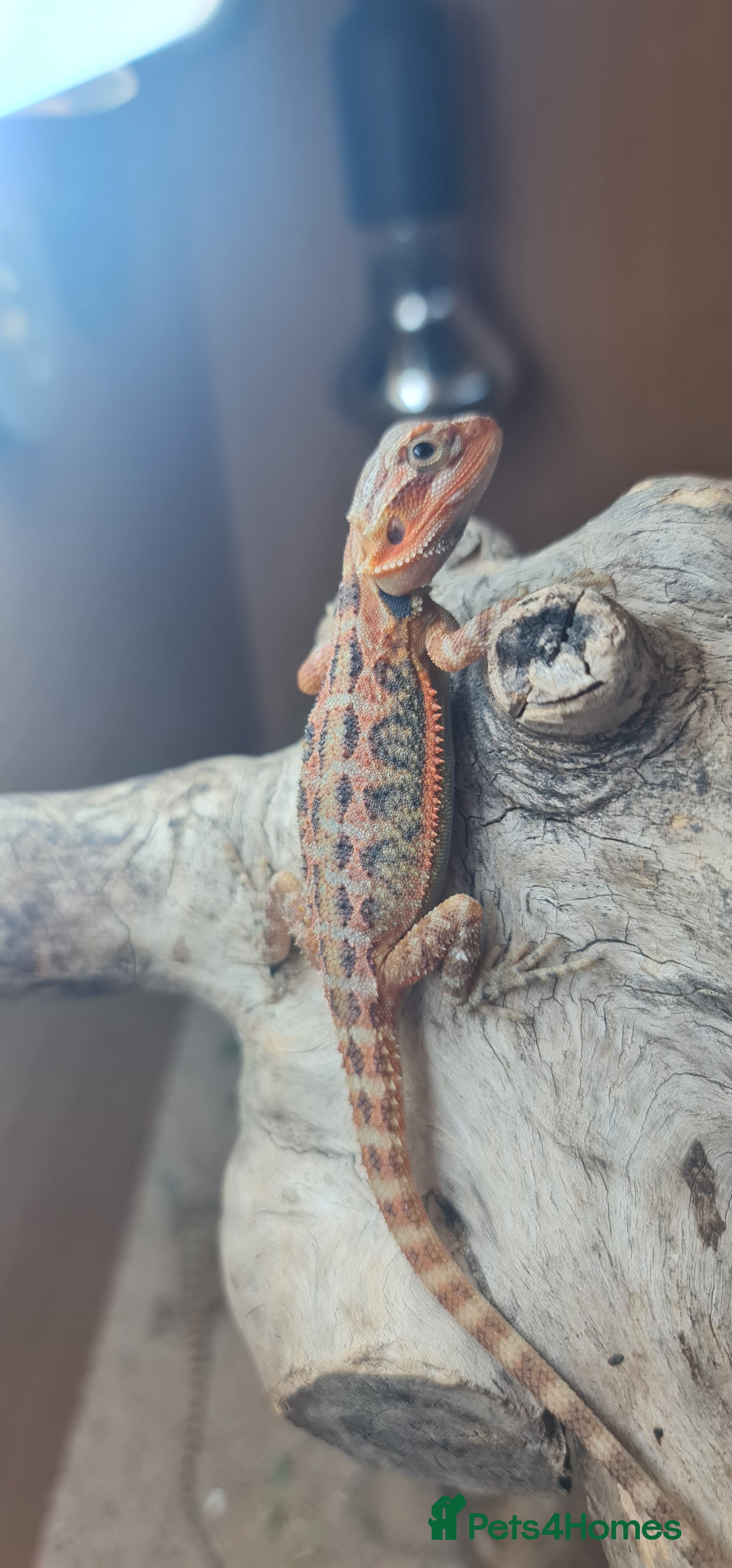 Bearded Dragon reptiles 8 left! Red X sun burst Hypo Translucent babies - Advert 7
