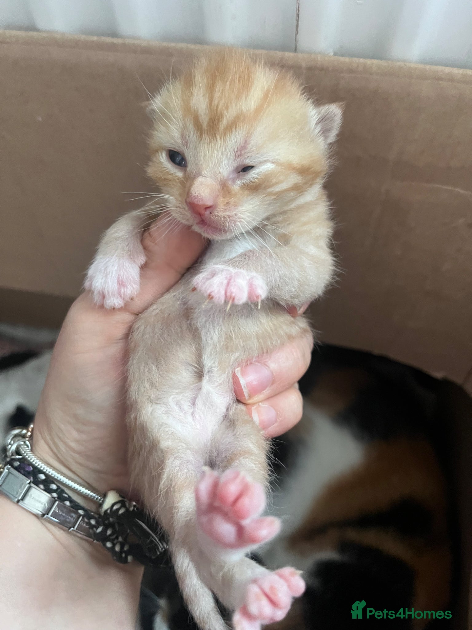 British Shorthair cats 2 gorgeous kittens lookin 4 there forever home  - Advert 6
