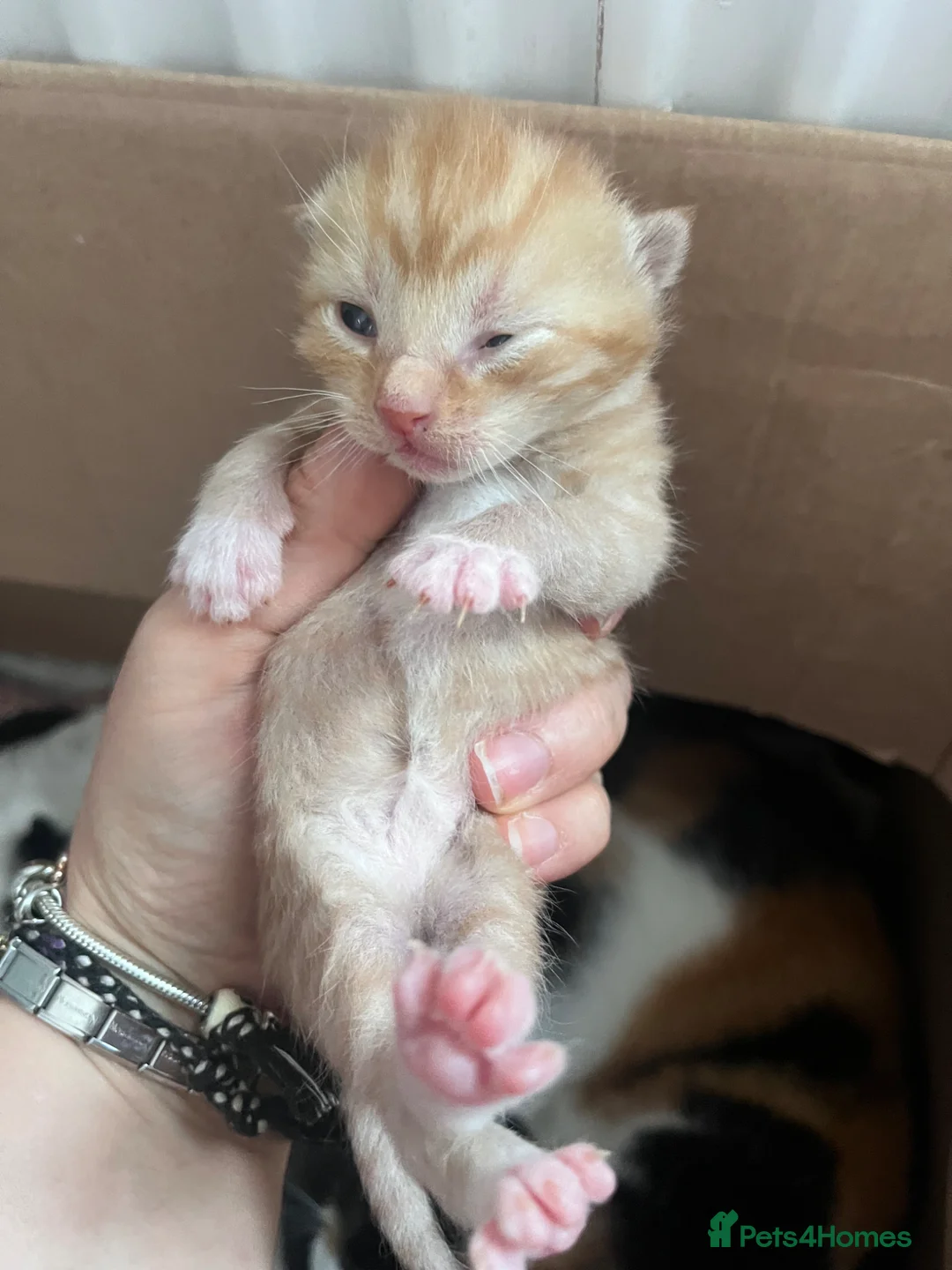 British Shorthair cats for sale: 2 gorgeous kittens lookin 4 there forever home  in Cumnock - Advert 1