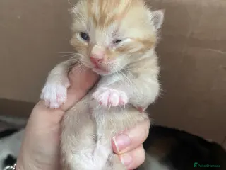 British Shorthair cats 2 gorgeous kittens lookin 4 there forever home - Advert 6