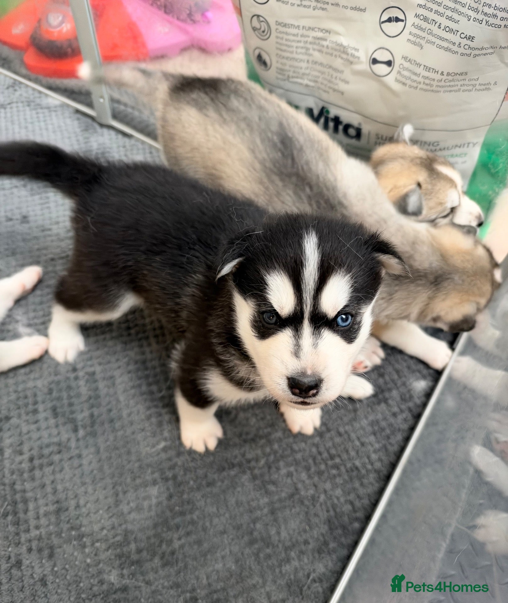 Siberian Husky dogs for sale: 1X BOY LEFT KC REGISTERED SIBERIAN HUSKY PUPPIES - Advert 2