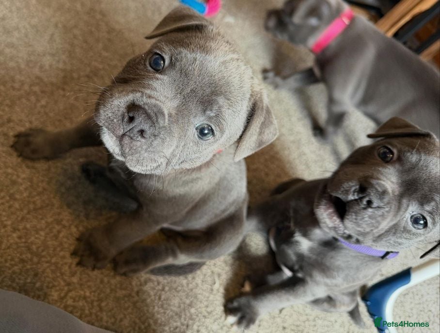 Staffordshire Bull Terrier dogs PURE Staffordshire Bull Terrier pups for sale - Advert 9