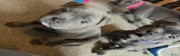 Staffordshire Bull Terrier dogs for sale: PURE Staffordshire Bull Terrier pups for sale - Advert 1