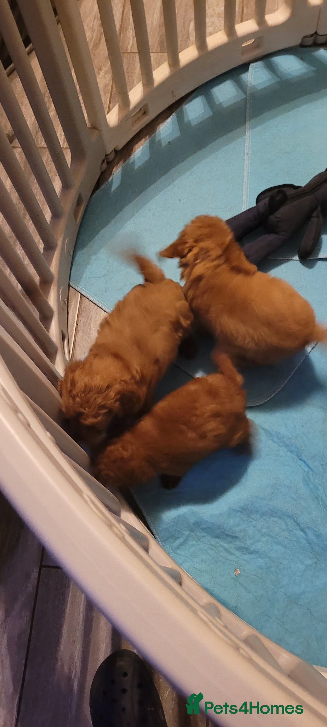 Cavapoo dogs for sale: Cavapoo Puppies - Advert 4