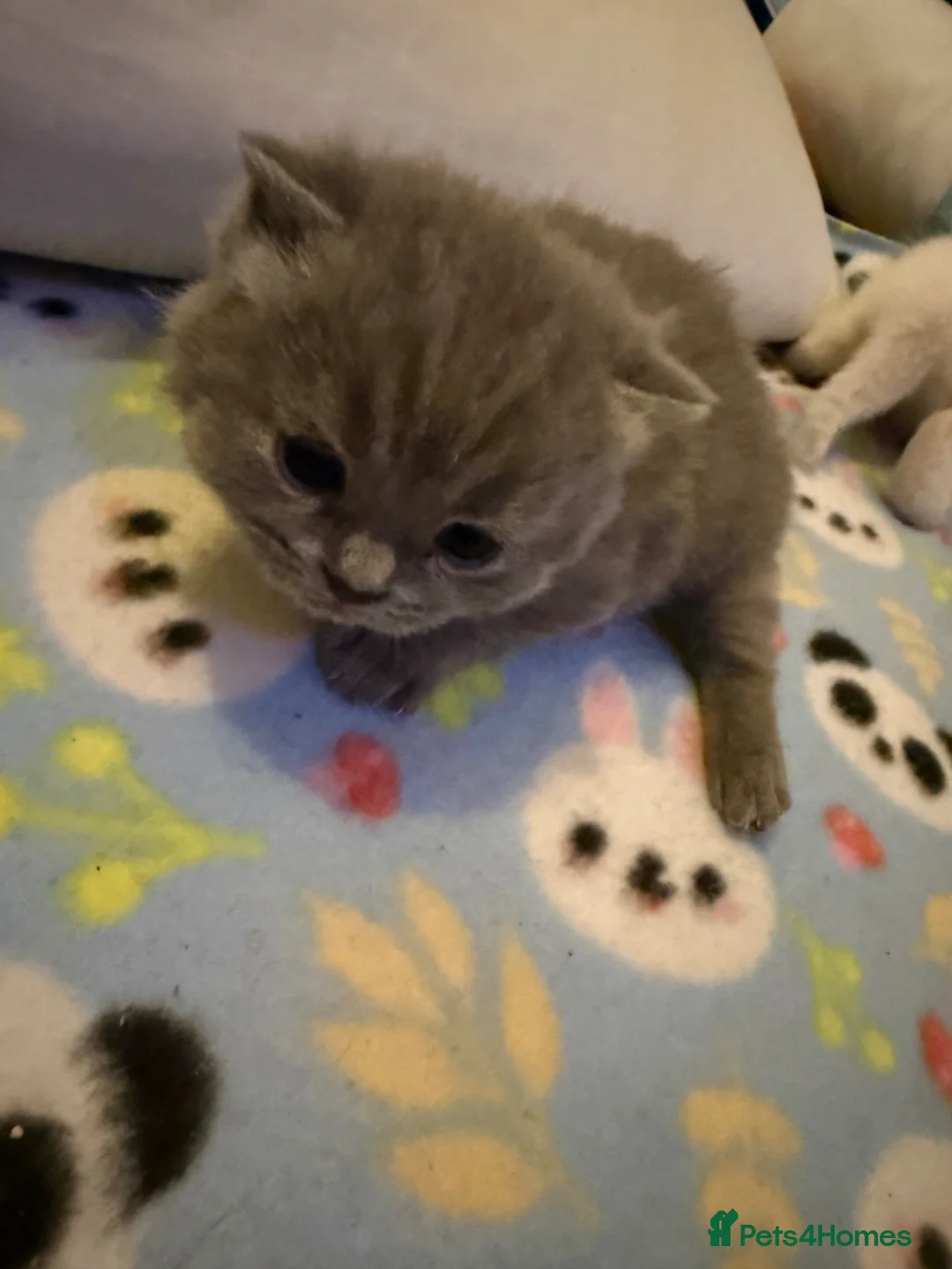 British Shorthair cats for sale: Gorgeous kittens  - Advert 13