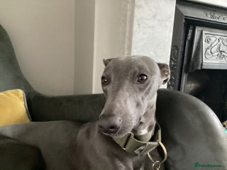 Whippet dogs in London - Advert 5