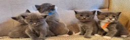 Ragdoll cats for sale: Ragdoll X kittens - extremely cute and fluffy  - Advert 10