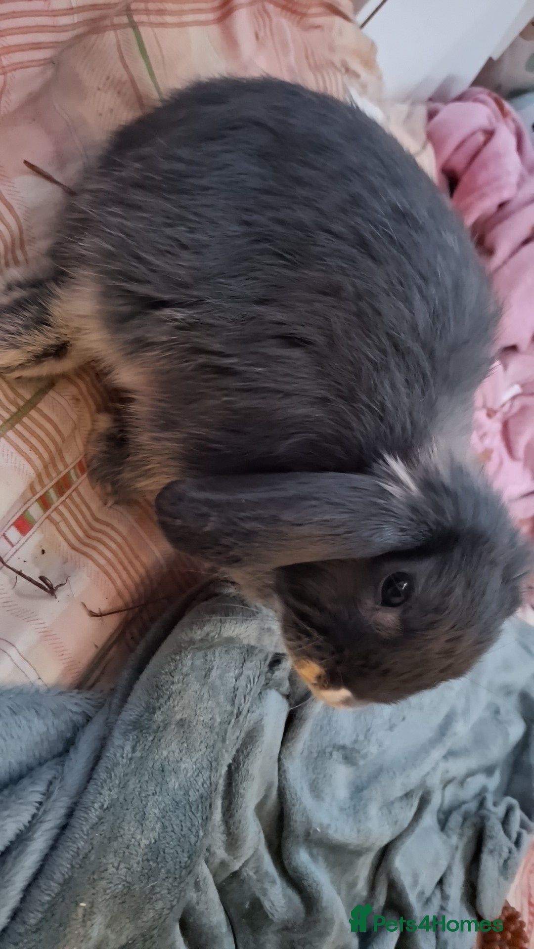 Mini Lop rabbits 4 beautiful mini lops, 2 boys 2 girls - Advert 1