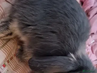 Mini Lop rabbits 4 beautiful mini lops, 2 boys 2 girls - Advert 1