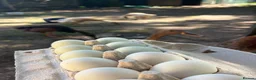 Ducks poultry for sale: Indian runner fertile eggs for sale  - Advert 1