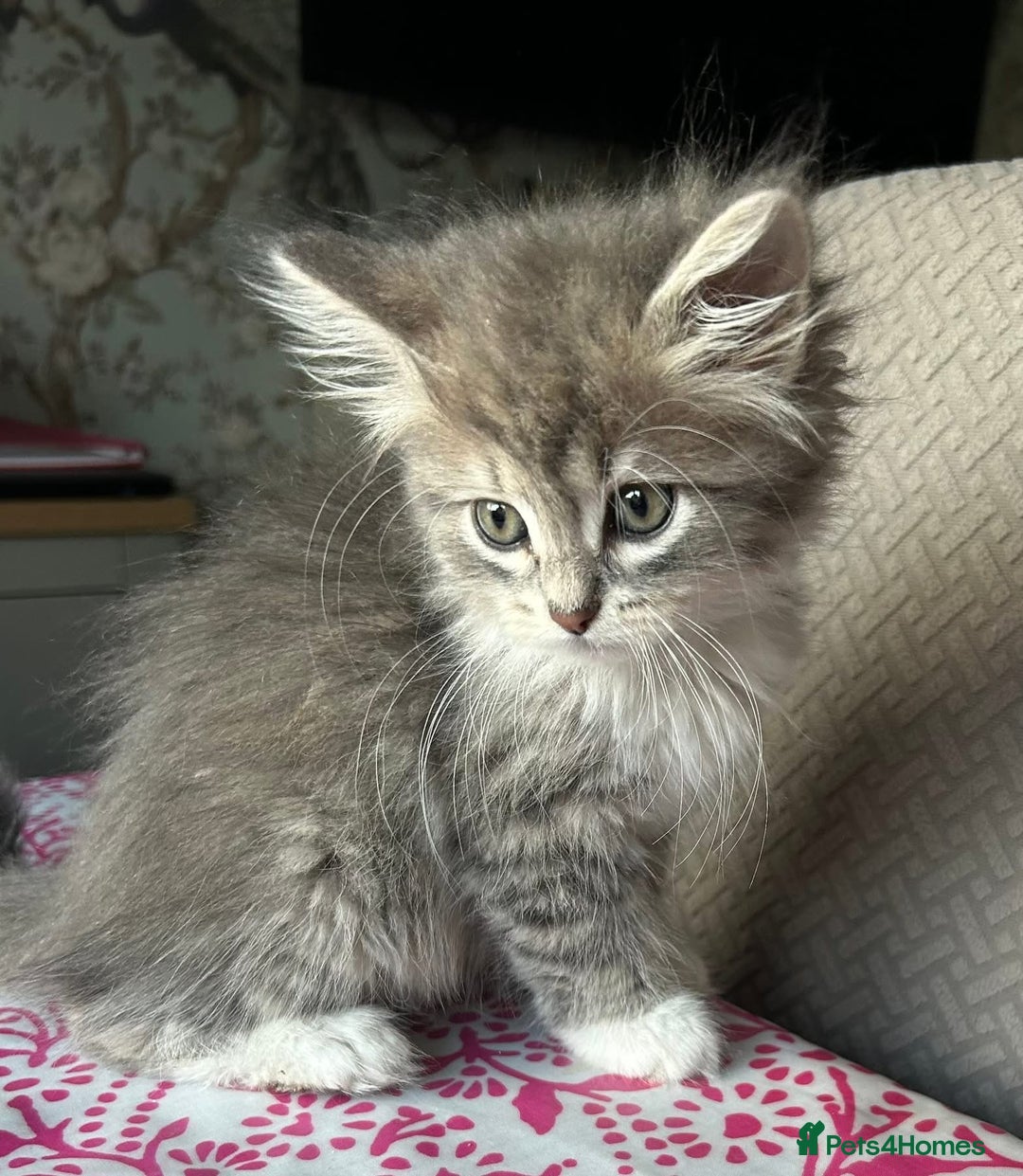 Siberian cats for sale: Siberian GCCF. kittens no hidden cost ready 6 oct  - Image 16