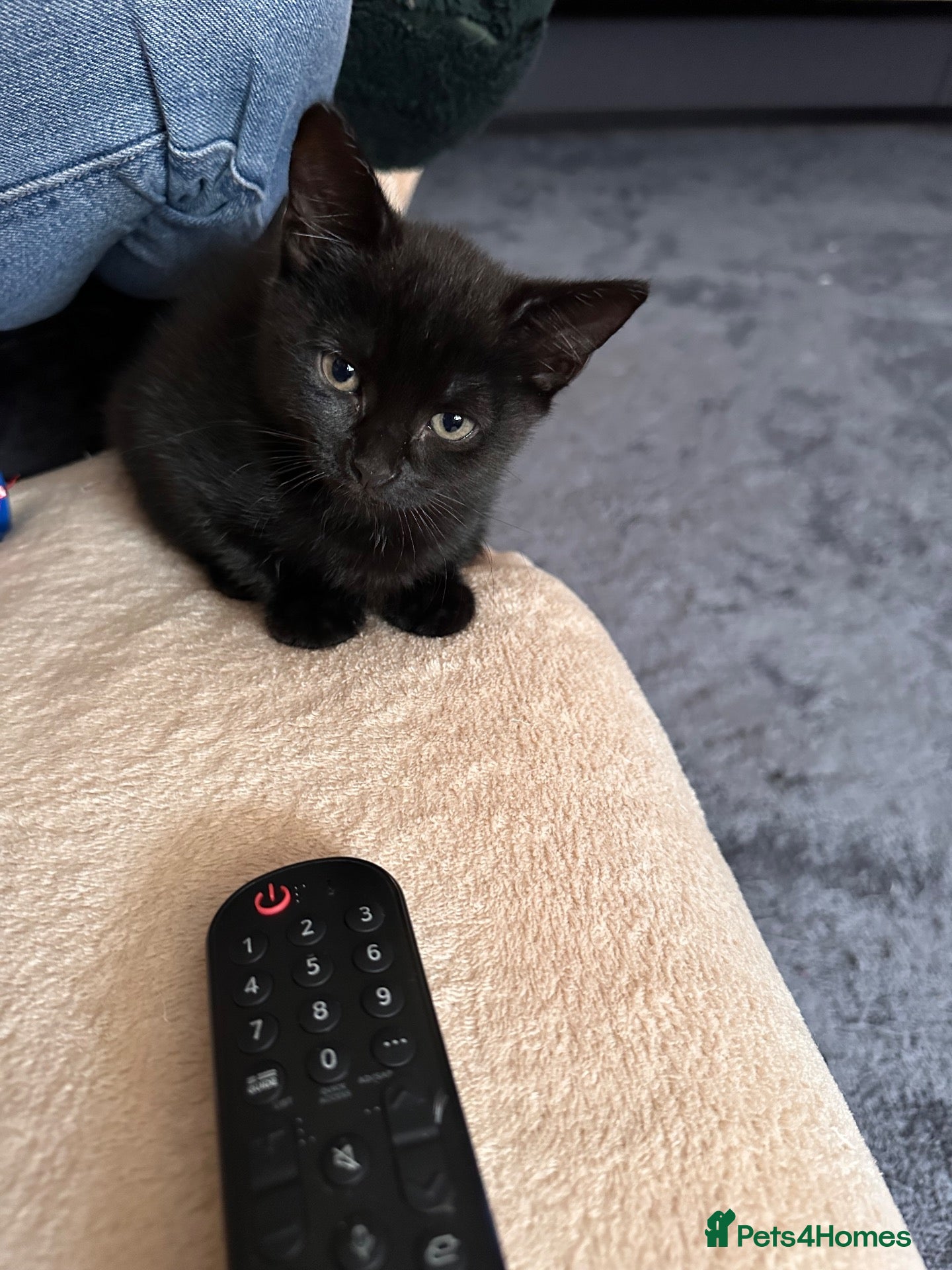Mixed Breed cats Last remaining 3 female kittens left.  - Advert 1