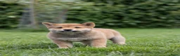 Japanese Shiba Inu dogs for sale: READY NOW Exclusive Japanese Shibas Puppies  🇯🇵 - Advert 6