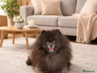 Pomeranian dogs Tiny KC Chocolate true type bear 🐻 - Advert 24
