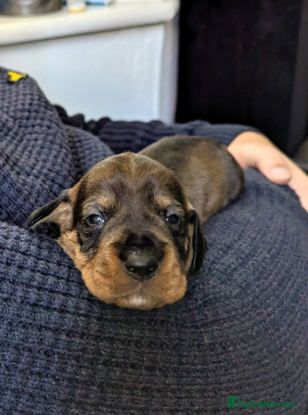 Dachshund dogs for sale: Standard Wirehaired Dachshund Puppies - Image 4