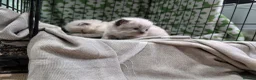Ragdoll cats for sale: Beautiful Ragdolls - Advert 15
