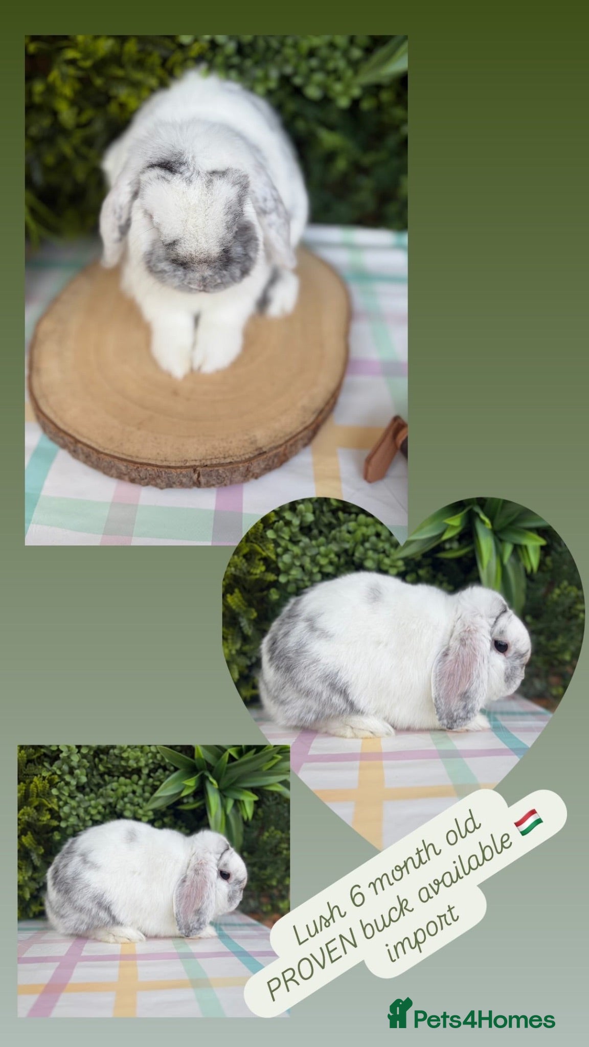 Mini Lop rabbits Import Mini Lop Buck - Advert 2