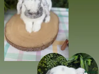 Mini Lop rabbits Import Mini Lop Buck - Advert 1