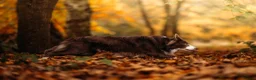 Border Collie dogs for stud: Exceptional Lilac & White DNA clear Border Collie in Saint Asaph - Advert 15