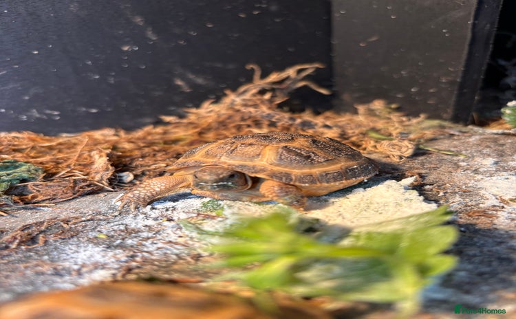 Tortoise reptiles - Advert 4