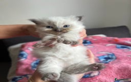 Ragdoll cats for sale: Pure Ragdoll kittens available 🐱🐾 - Image 8