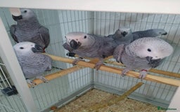 Parrots birds for sale: Tamed Parrots, African Greys and more - Image 9