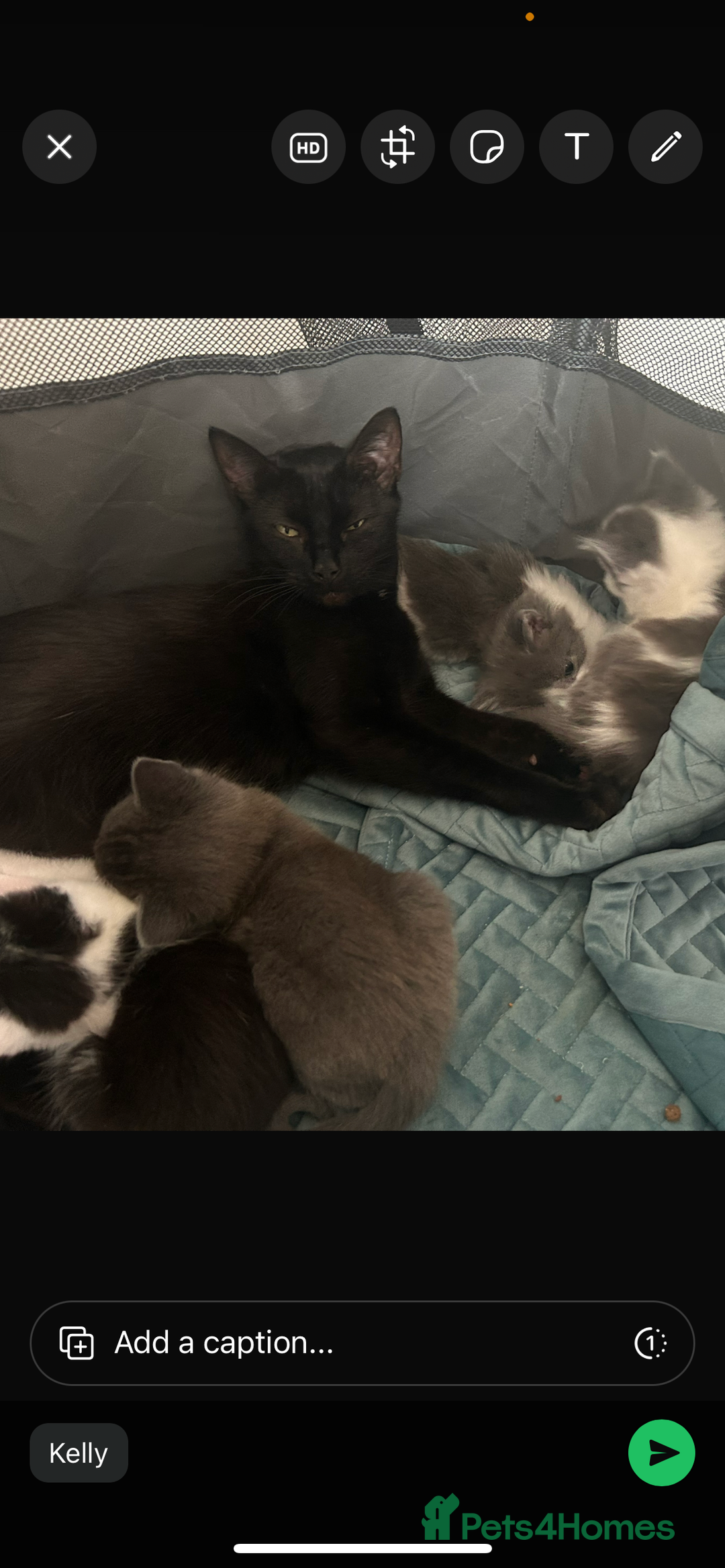 Mixed Breed cats for sale: Beautiful kittens avalible  - Image 6
