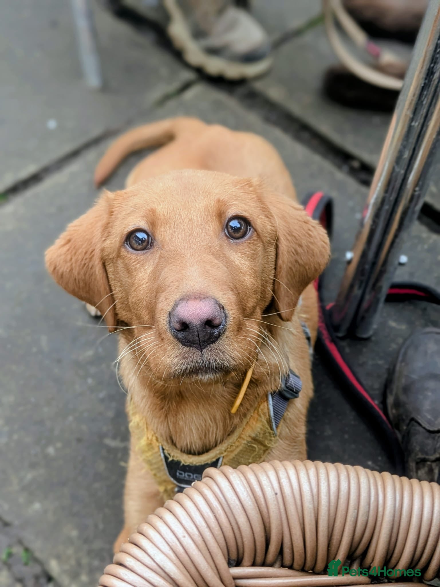 Labrador Retriever dogs Trained Labrador  - Advert 2