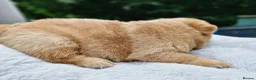 Chow Chow dogs for sale: Show stopping DWKC chow chow pups - Advert 16