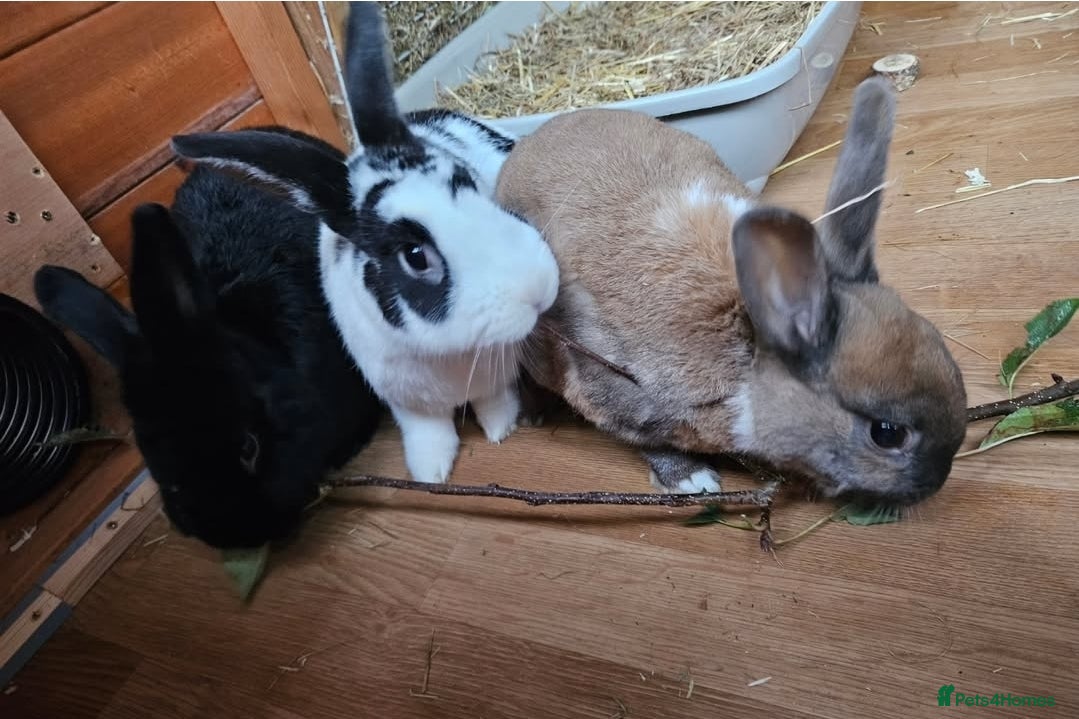 Havana rabbits 3 rabbits. 1 Havana female, 2 males unknown breed - Advert 3