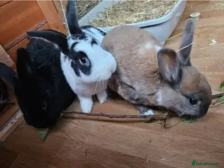 Havana rabbits 3 rabbits. 1 Havana female, 2 males unknown breed - Advert 3