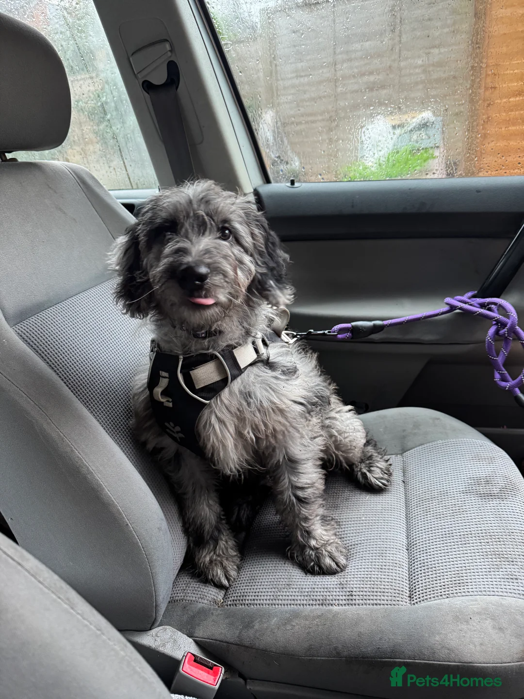 Labradoodle dogs for sale: Miniature blue merle labradoodle for sale  - Advert 6