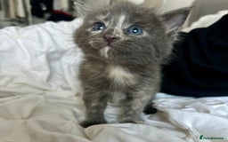 Mixed Breed cats for sale: Beautifully marked Main Coon cross female kitten  - Image 4