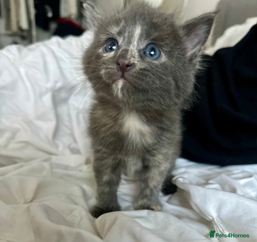 Mixed Breed cats for sale: Beautifully marked Main Coon cross female kitten  - Image 4