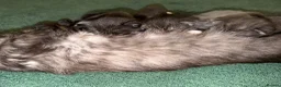 Mixed Breed cats for sale: Scottish Fold&British Shorthair  - Advert 8