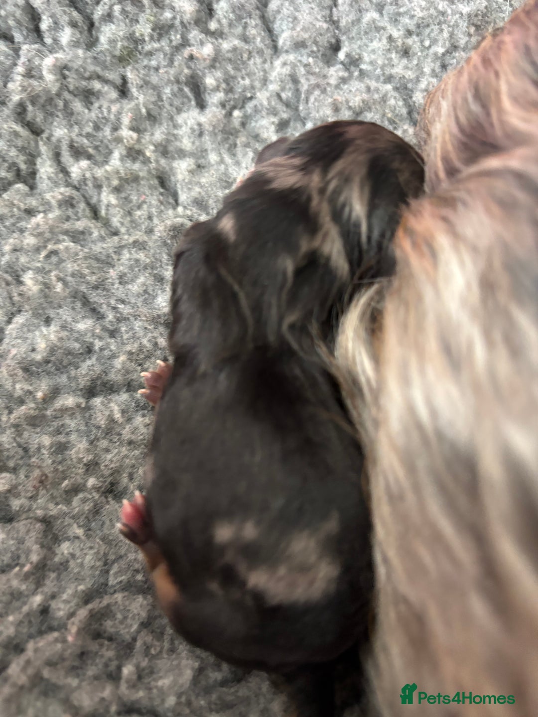 Yorkshire Terrier dogs for sale: Yorkshire terriers - Image 19