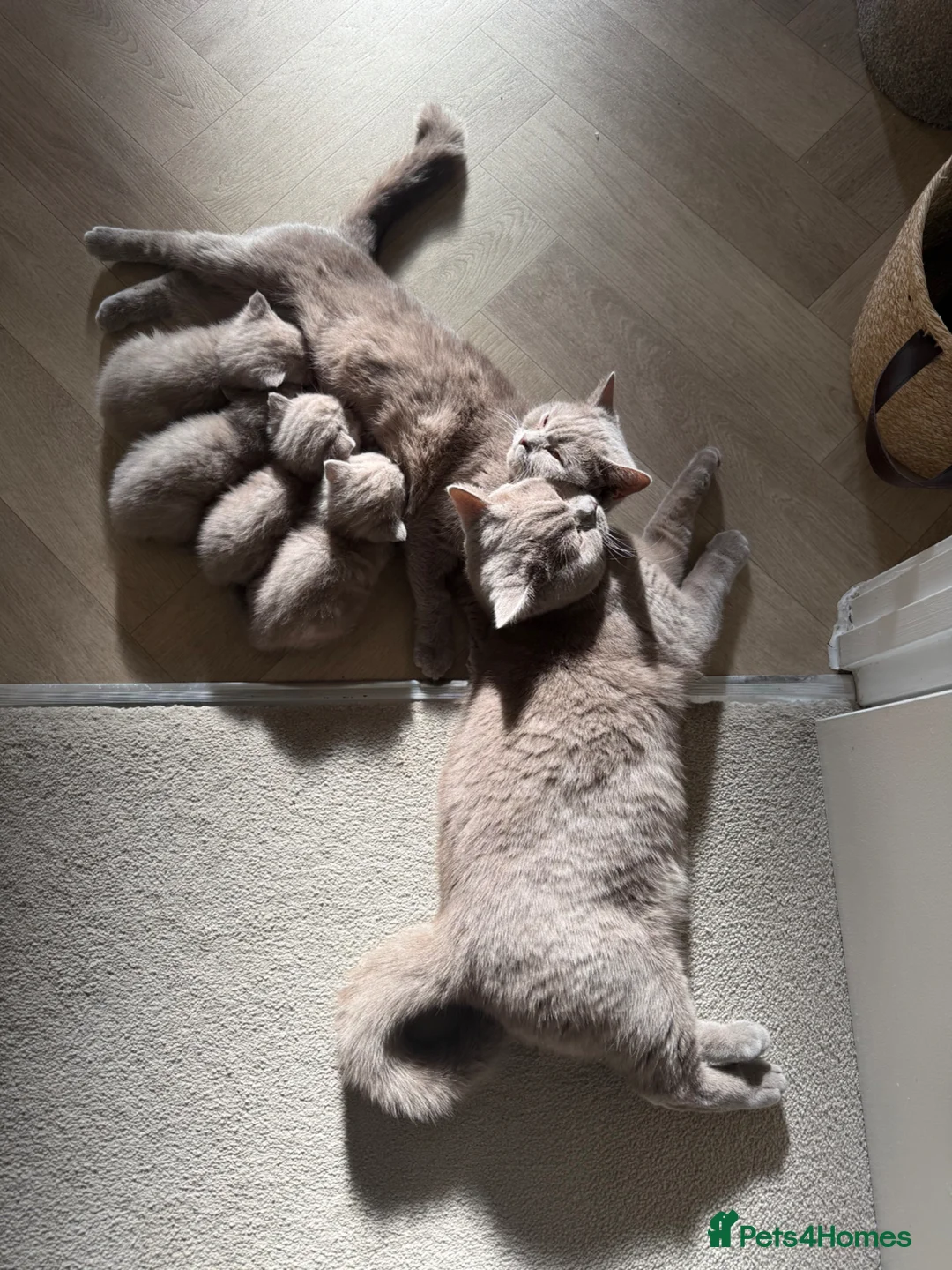 Scottish Fold cats for sale: 🐾 Adorable Scottish Straight Kittens for Sale 🐾 - Advert 2