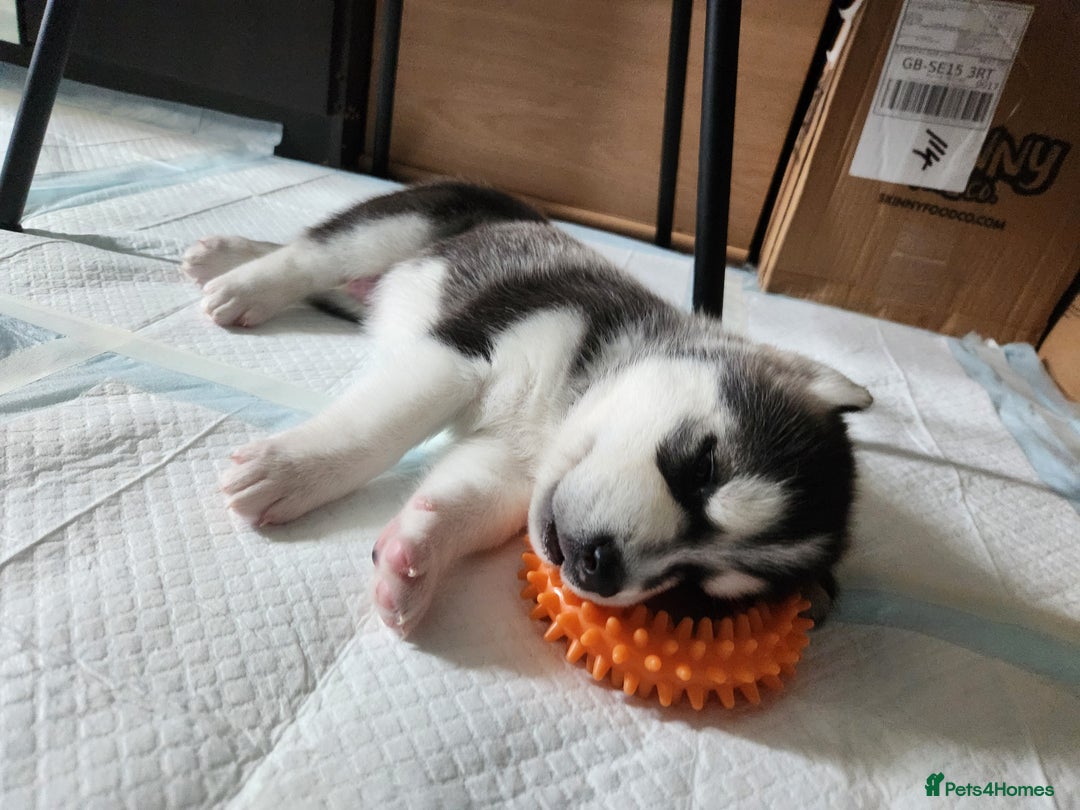 Siberian Husky dogs for sale: Syberian Huskies Male and Female - Image 15