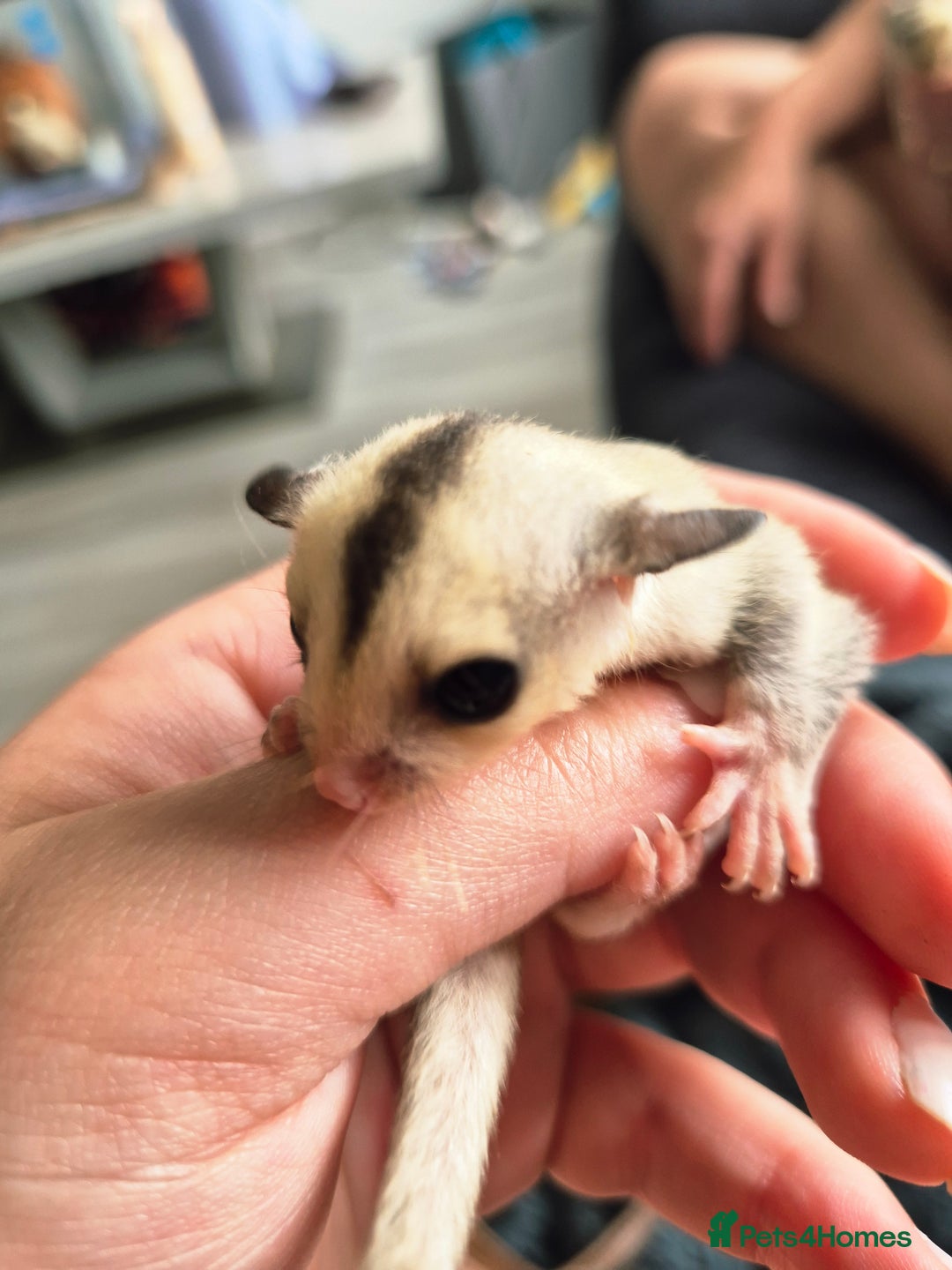 Sugar Glider rodents for sale: 4 baby sugar gliders ready 13th sept price each  - Image 16