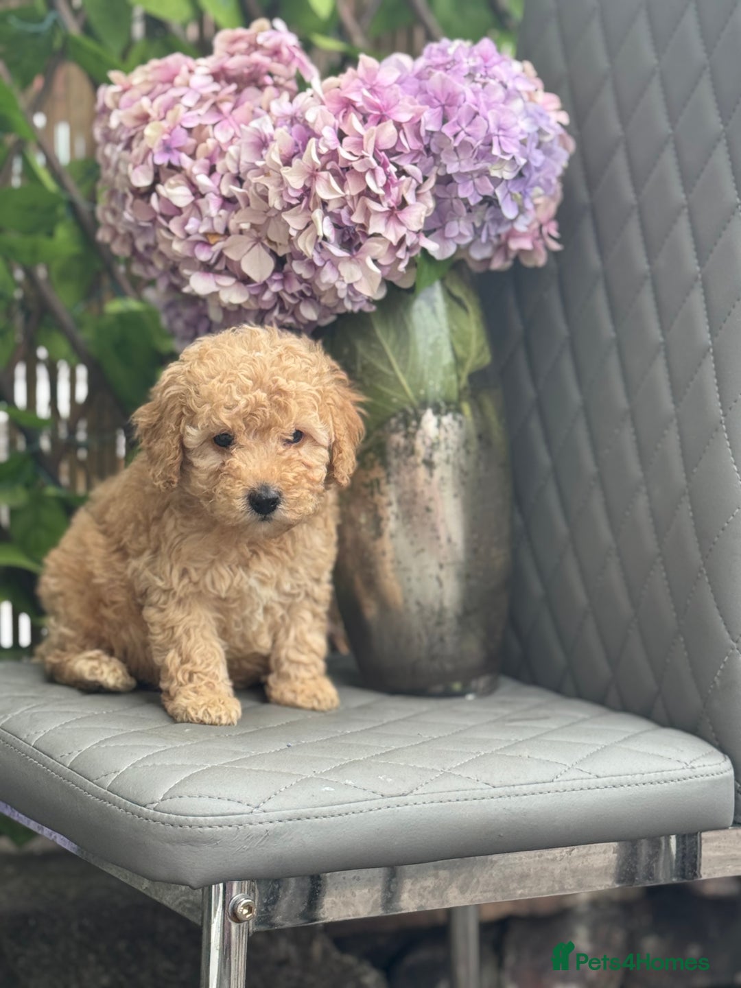 Cockapoo dogs for sale: ✨Stunning health tested Cockapoo pups✨ - Image 6