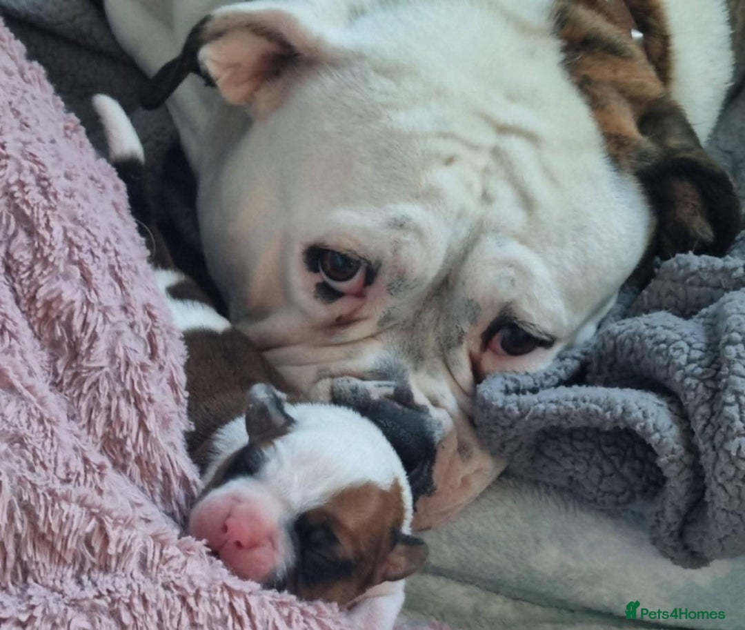 American Bulldog dogs for sale: American Bulldog puppies - Image 9
