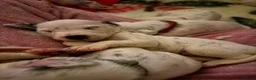 Dalmatian dogs for sale: Eagerly Awaited Litter Now Here 💫 - Advert 12