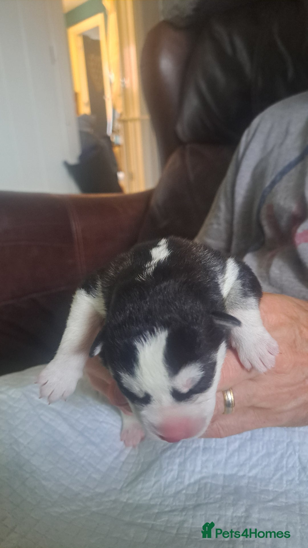 Siberian Husky dogs for sale: Six gorgeous husky pups - Image 9
