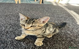 Domestic Shorthair cats for sale: Beautiful Domestic Shorthair kitten - Image 4