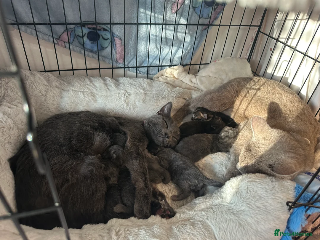 British Shorthair cats for sale: Last Beautiful British short hair boy  - Advert 2