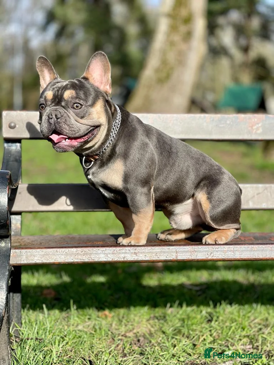 French Bulldog dogs for stud: Hector Starfex in Leigh - Advert 9