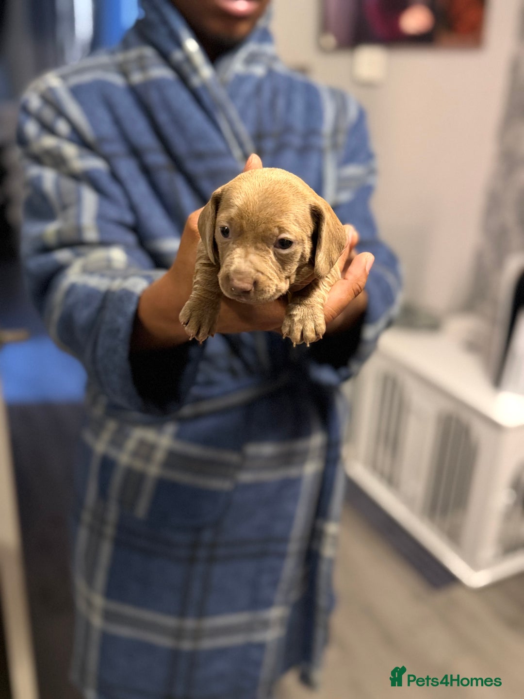 Miniature Dachshund dogs for sale: Miniature dachshunds  - Advert 3