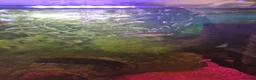 Danios fish for sale: 2 danios in Barnsley - Advert 1