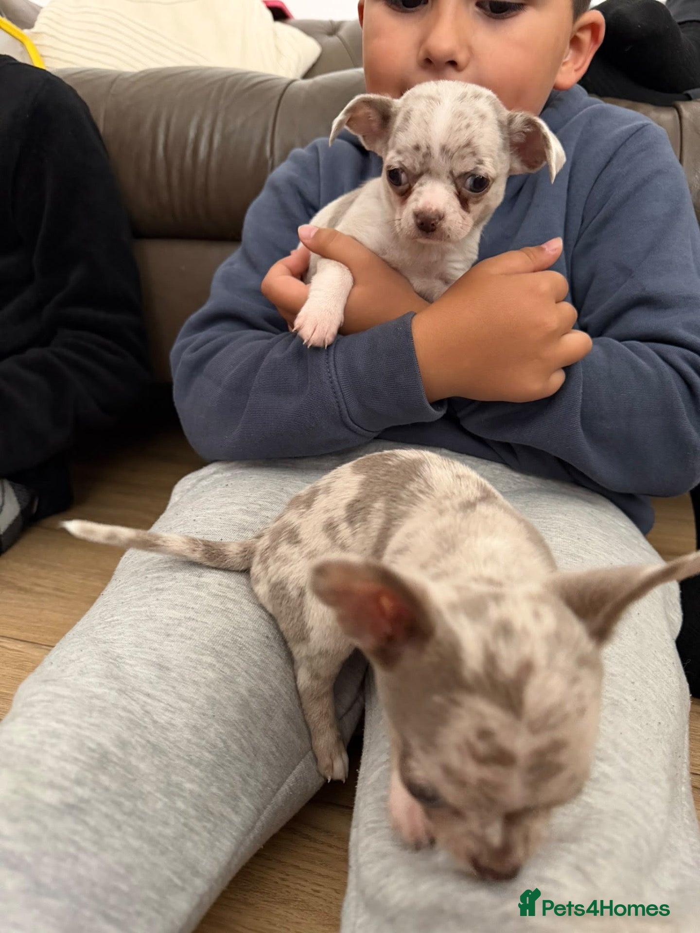 Chihuahua dogs Stunning litter of Merle &lilac chihuahuas(update) - Advert 2